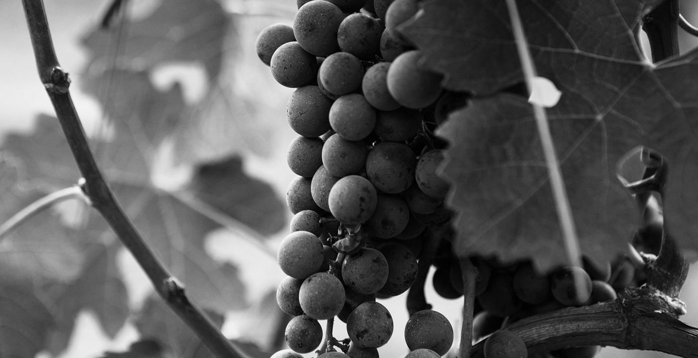 One Faith Vineyards